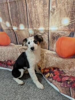 Emily (Aussie) -  Australian Shepherd Dog for Adoption in Brewster, New York - Emily (Aussie) | PetCurious