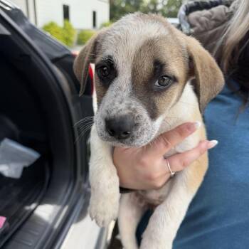 Terrier and Mixed Breed Dogs Available for Adoption in Marshall, Texas - Autumn | PetCurious