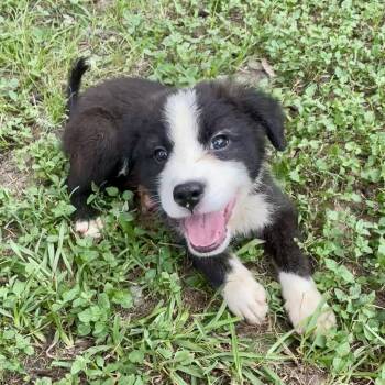 Rescue Australian Shepherd and Mixed Breed Dogs for Adoption in Livingston, Texas - Oddjob | PetCurious