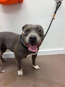 Dorothy -  Pit Bull Terrier and Mixed Breed Dog Available for Adoption in South Bend, Indiana - Dorothy | PetCurious