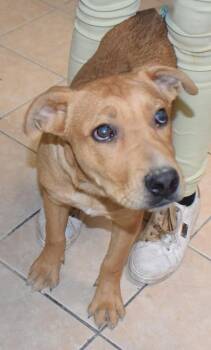 Rescue Labrador Retriever and Mixed Breed Dogs for Adoption in Pahrump, Nevada - Sam (Brooklyn) (Cooper) (Cotta L2 P3)-P24147 | PetCurious