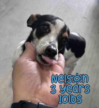 Mixed Breed Dogs Available for Adoption - NELSON | PetCurious
