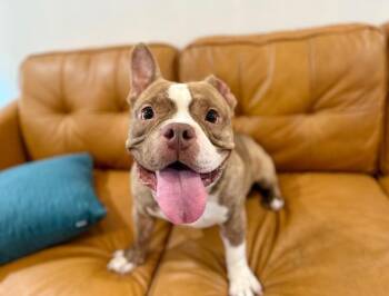 Bulldog and American Bully Dogs Available for Adoption - Vinnie Van Gogh A True Work Of Art | PetCurious