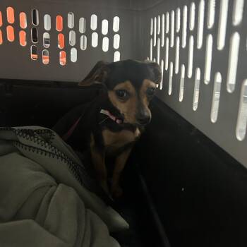 Lina -  Terrier Dog for Adoption in Salt Lake City, Utah - Lina | PetCurious