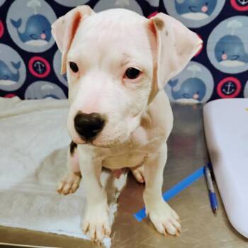 Terrier Dogs Available for Adoption in Tampa, Florida - Coby | PetCurious