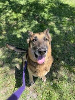 Renzo -  German Shepherd Dog and Mixed Breed Dog for Adoption in Vero Beach, Florida - Renzo | PetCurious
