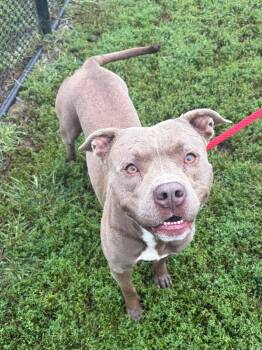 Tyson -  Pit Bull Terrier Dog for Adoption in Winchester, Virginia - Tyson | PetCurious
