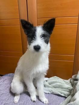 Jack Russell Terrier Dogs Available for Adoption in Agoura Hills, California - MONCHI | PetCurious