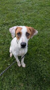 Bella -  Mixed Breed Dog for Adoption in Vaudreuil-dorion, Quebec - Bella | PetCurious