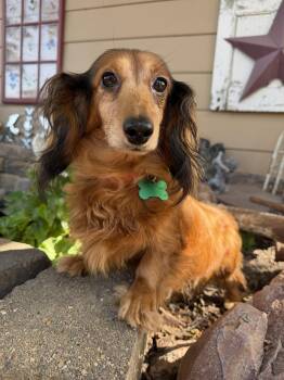 Winnie -  Dachshund Dog for Adoption in Sioux Falls, South Dakota - Winnie | PetCurious