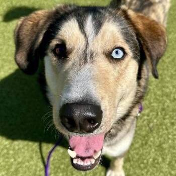 Kylo -  Husky and Shepherd Dog for Adoption in Wichita, Kansas - Kylo | PetCurious