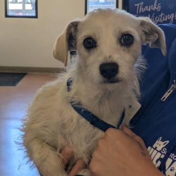 Mila -  Chihuahua and Terrier Dog for Adoption in Goleta, California - Mila | PetCurious