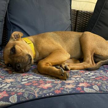 Tractor -  Pit Bull Terrier and Husky Dog for Adoption in Kansas City, Missouri - Tractor | PetCurious
