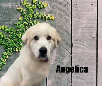 Angelica -  Great Pyrenees Dog for Adoption in Marshville, North Carolina - Angelica | PetCurious