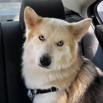 Rescue Husky Dogs for Adoption in Austin, Texas - Blue Jay TE | PetCurious