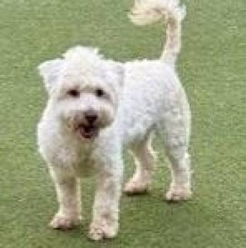 Rescue Miniature Poodle and Schnauzer Dogs for Adoption in Houston, Texas - Beaumont | PetCurious