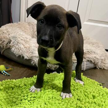 American Staffordshire Terrier and Great Pyrenees Dogs Available for Adoption - Maracas | PetCurious