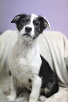 Abzug in NH. Come Meet our Adoptable Dogs Wednesday-Saturday. Mo -  Shepherd Dog for Adoption in Manchester, New Hampshire - Abzug In NH. Come Meet Our Adoptable Dogs Wednesday-Saturday. Mo | PetCurious
