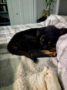 Collie and Australian Cattle Dog Blue Heeler Dogs Available for Adoption in Salt Lake City, Utah - Gunna | PetCurious