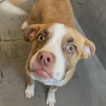 American Staffordshire Terrier Dogs Available for Adoption - Ventura A2245751 | PetCurious