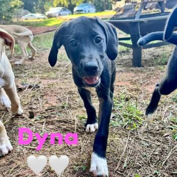 Dyna -  Black Labrador Retriever and Mixed Breed Dog for Adoption in Peachtree City, Georgia - Dyna | PetCurious
