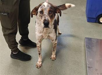 LOWKEY BAM-BAM -  Australian Cattle Dog Blue Heeler and Mixed Breed Dog Available for Adoption in Santa Fe, New Mexico - LOWKEY BAM-BAM | PetCurious