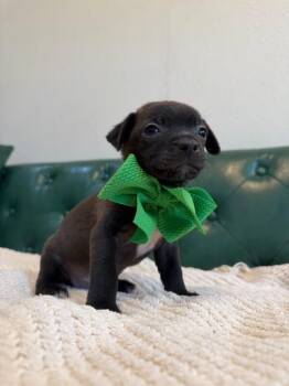 Eeyore Pooh Bear -  Chihuahua and Pug Dog for Adoption in Friendswood, Texas - Eeyore Pooh Bear | PetCurious