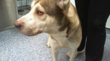 WESLEY -  Mixed Breed Dog for Adoption in Charlotte, North Carolina - WESLEY | PetCurious