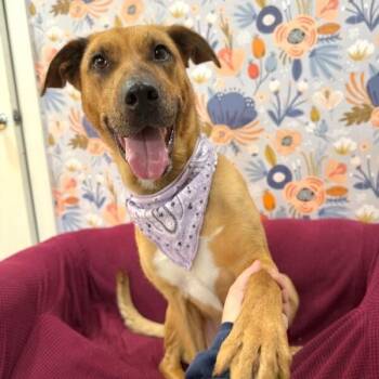 Catahoula Leopard Dog and Labrador Retriever Dogs Available for Adoption - Cassidy Honey | PetCurious