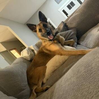 Blaze -  German Shepherd Dog and Shepherd Dog for Adoption in Van Horne, Iowa - Blaze | PetCurious