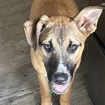Marcie -  Mixed Breed Dog for Adoption in Magnolia, Texas - Marcie | PetCurious