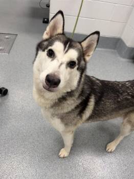 GAILE -  Siberian Husky Dog for Adoption in Indianapolis, Indiana - GAILE | PetCurious