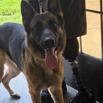 Lily (Von Romph- AKC Name)) -  German Shepherd Dog Dog for Adoption in Ballston Spa, New York - Lily (Von Romph- AKC Name)) | PetCurious