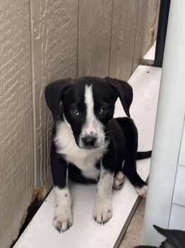 Australian Cattle Dog Blue Heeler Dogs Available for Adoption in Bolivar, Missouri - Courage | PetCurious