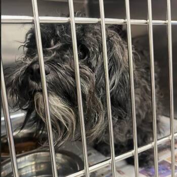 Maltese and Poodle Dogs Available for Adoption - Nash D10690 | PetCurious