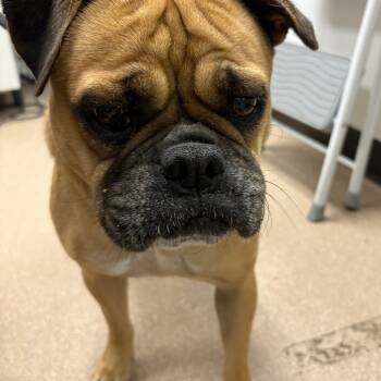 Rescue Pug Dogs for Adoption in Los Angeles, California - Sugar A2244358 | PetCurious