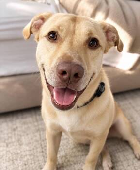 Buckley-Well trained boy seeks someone to believe in him. -  Mixed Breed Dog for Adoption in Conway, South Carolina - Buckley-Well Trained Boy Seeks Someone To Believe In Him. | PetCurious