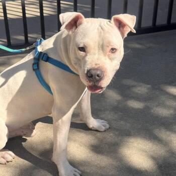 Milo -  American Staffordshire Terrier and Pit Bull Terrier Dog for Adoption in Atlanta, Texas - Milo | PetCurious