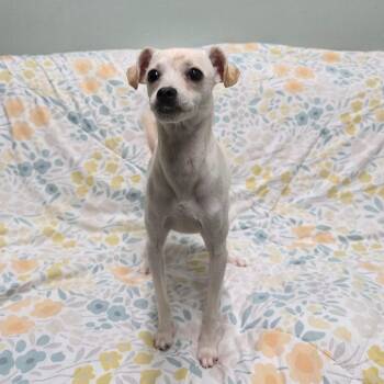 Dingo -  Chihuahua and Terrier Dog for Adoption in Chico, California - Dingo | PetCurious