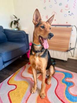 German Shepherd Dog and Shepherd Dogs Available for Adoption in Friendswood, Texas - Becca Boo Loves Bigger Than Her EARS | PetCurious