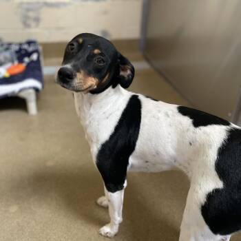 Jack -  Fox Terrier and Mixed Breed Dog for Adoption in Riverside, California - Jack | PetCurious