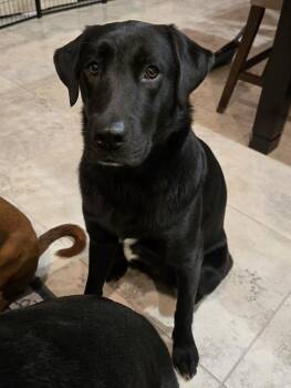 Black Labrador Retriever Dogs Available for Adoption - Sally  | PetCurious