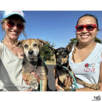 Froyo -  Chihuahua Dog for Adoption in Washington, District Of Columbia - Froyo | PetCurious