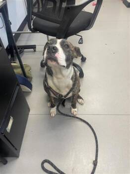 Mixed Breed Dogs Available for Adoption in West Chester, Pennsylvania - Teriyaki | PetCurious