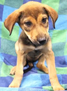 Basil -  Shepherd Dog for Adoption in Thief River Falls, Minnesota - Basil | PetCurious
