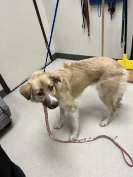 Australian Shepherd and Collie Dogs Available for Adoption - Sadie | PetCurious