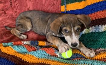 Rescue Terrier Dogs for Adoption in Chinle, Arizona - Link | PetCurious