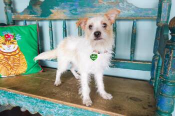 Maple -  Chihuahua and Cairn Terrier Dog for Adoption in San Antonio, Texas - Maple | PetCurious