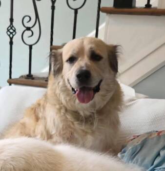 Rescue Great Pyrenees and Anatolian Shepherd Dogs for Adoption in New Portland, Maine - Lola | PetCurious