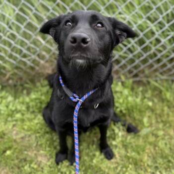Noir *Coming Soon* -  Labrador Retriever and Mixed Breed Dog for Adoption in Dover, New Hampshire - Noir *Coming Soon* | PetCurious